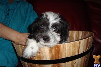 Poodle Puppies in FL